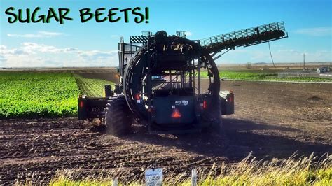 Southern Alberta Sugar Beet Harvest Youtube