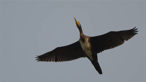 Great Cormorant | BirdForum