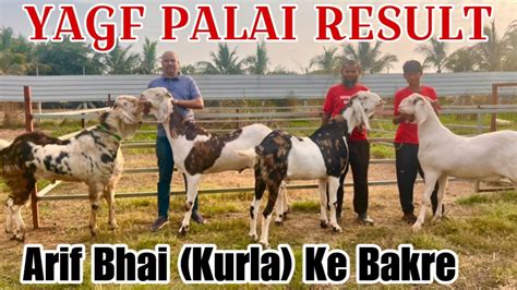 Palai Result Of Arif Bhais Goats At Yateens Agro Goat Farm YAGF