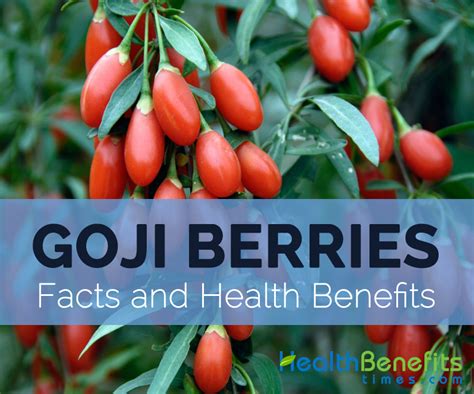 Goji Berries Facts Health Benefits And Nutritional Value Goji