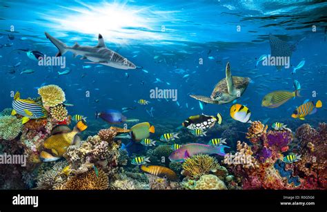 Coral Reef Fish Wallpaper