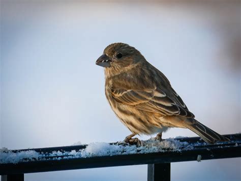 Birding 101: A Beginners Birding Course at Bucks County Audubon Society ...