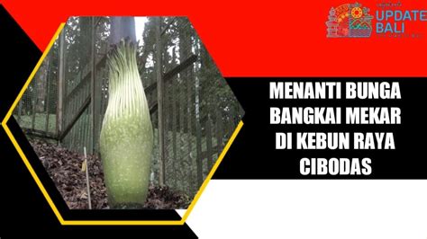 Menanti Bunga Bangkai Mekar Di Kebun Raya Cibodas Youtube