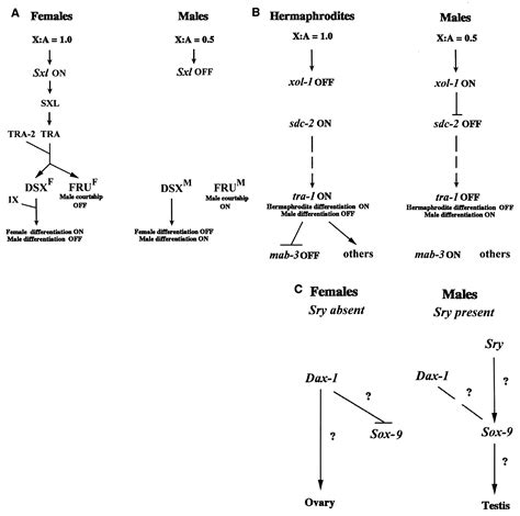 The Evolutionary Dynamics Of Sex Determination Science