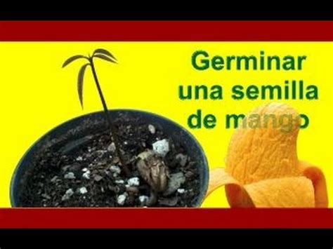 C Mo Sembrar Y Germinar Una Semilla De Mango I Youtube