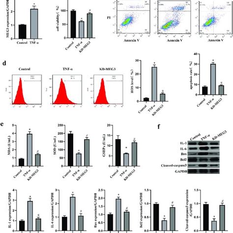 Tnf Induced Oxidative Stress Inflammation And Apoptosis In Icc