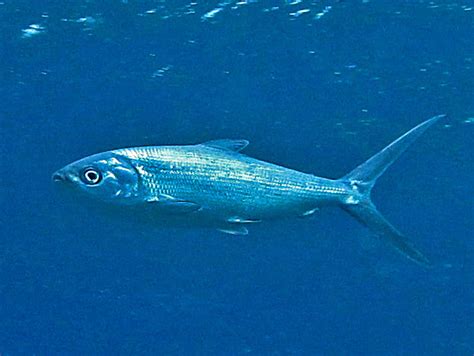 milkfish wikipedia