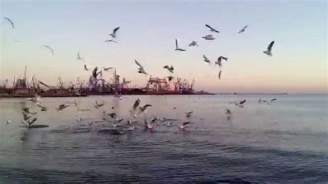 Природа на море. Чайки над морем. - YouTube