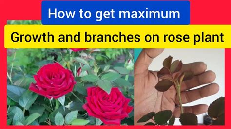 How To Make Maximam Growth In Rose PlantBest Fertilizer For Rose Plant