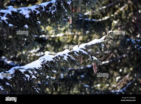 Schneebedeckte Tanne Mit Zapfen Fotos Und Bildmaterial In Hoher