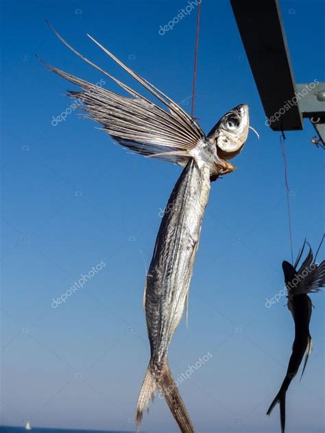 Pics Flying Fish Dried Flying Fish — Stock Photo © Vilant 69825185