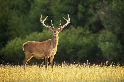 Are Reindeer Really Deer Exploring Their Evolution And Distinct