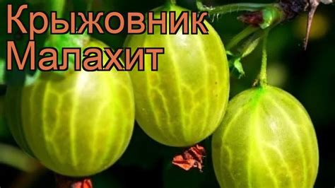 Крыжовник обыкновенный Малахит (malahit) 🌿 обзор: как сажать, саженцы ...