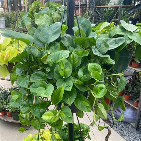 Global Green Pothos Hanging Basket 8 Fossil Creek Tree Farm