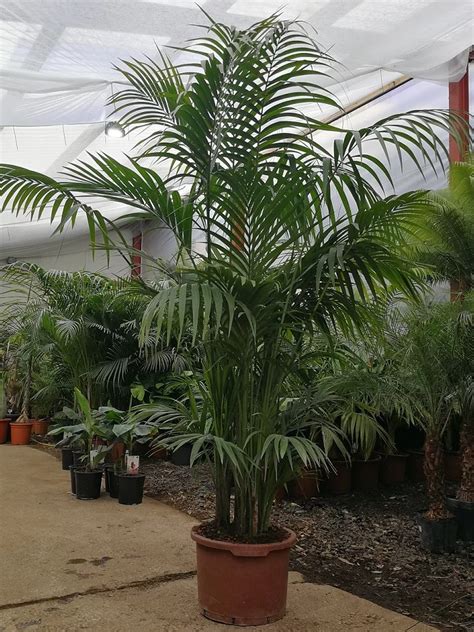 Kentia Palm Howea Forsteriana Thepalmtreecompany Large Indoor