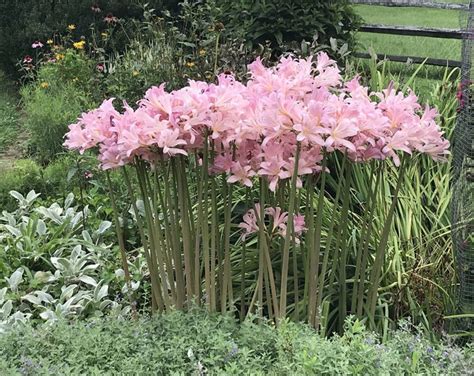 5 Magic Lily Bulbs Japanese Spider Lilies Surprise Lilies Naked Lady Lilies Etsy