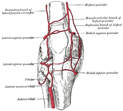 The Popliteal Artery - Human Anatomy