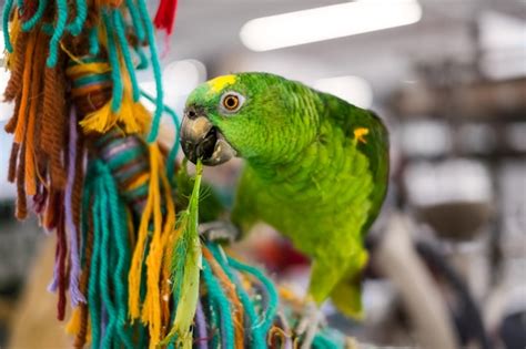 Un Loro Verde Comiendo Una Hoja Foto Premium