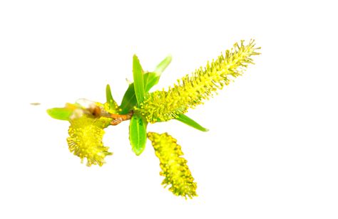 Salix Caprea PNG, Vector, PSD, and Clipart With Transparent Background