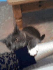 Angry Cat GIF - Find & Share on GIPHY