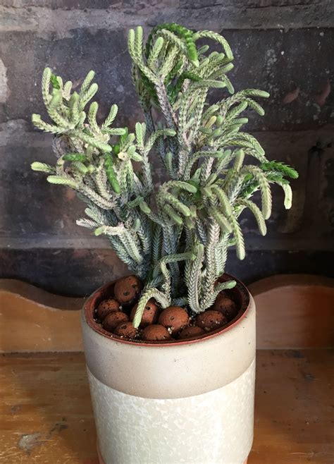 Variegated Crassula Muscosa Watch Chain Growing Succulents