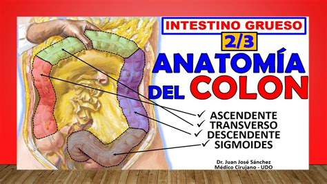 Une El Estomago Y Colon Transverso Estudiar