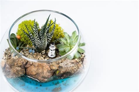 Premium Photo Florarium In A Glass Vase With Haworthia Pachyphytum