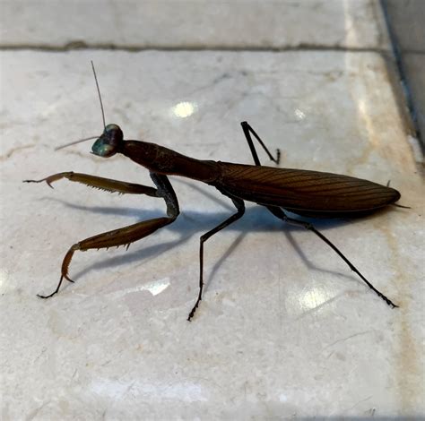 European Mantis From Bayona Pontevedra Espa A On December At