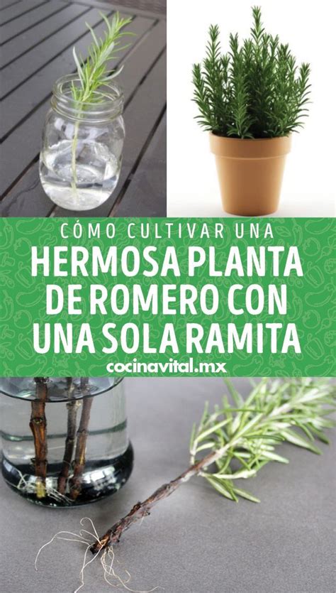 Cómo cultivar una hermosa planta de romero con una sola ramita Artofit