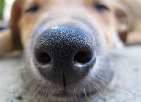 Mystery behind why a dog’s nose is cold has finally been answered