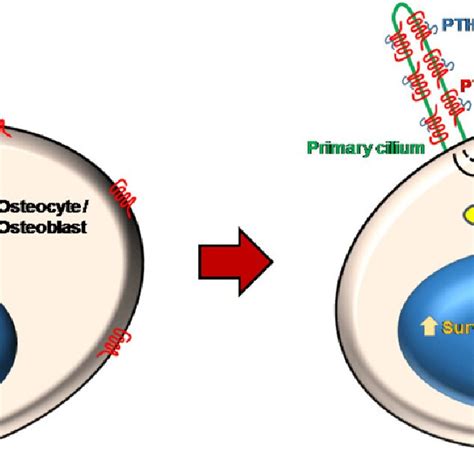 Model Depicting The Primary Cilia Dependent Pathways Activated By PTHrP