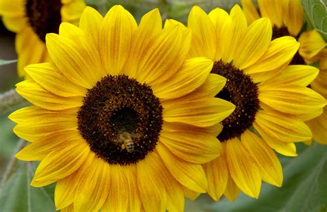 Grow beautiful sunflowers - ABC Gardening Australia magazine