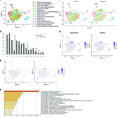 Single Cell RNA Seq Reveals Differences In Ts21 Progenitor Clustering