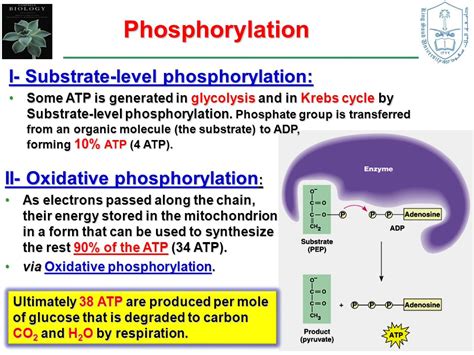 Substrate Level Phosphorylation In Cellular Respiration