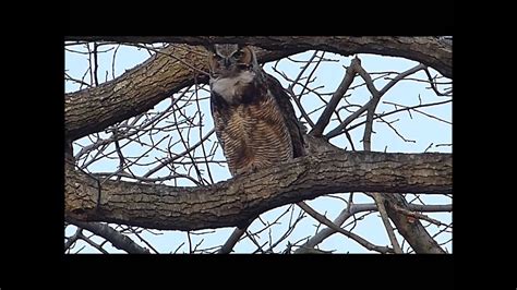 The Great Horned Owl Hooting Inaudible On Mobile Devices Youtube