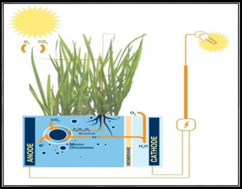 Plant Microbial Fuel Cell Pmfc Download Scientific Diagram