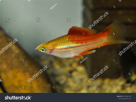 Pineapple Swordtail Xiphophorus Hellerii Shop Imperial