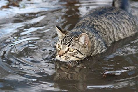 Cats Water wallpaper (6 images) pictures download