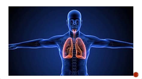 Fisiologia Del Ejercicio Tema 4 Respuestas Respiratorias Images