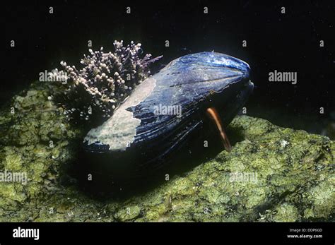 Mediterranean Mussel Mytilus Galloprovincialis With Extended Foot