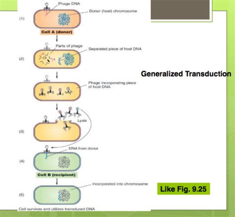 Micro Ex 1 Microbial Genetics Flashcards Quizlet