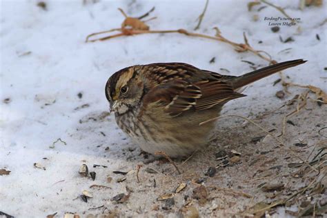 White-throated Sparrow – Birding Pictures