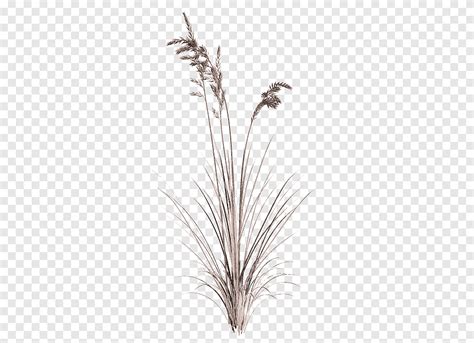 Tw3d Summer Grass Brown Wheat Field Plant Illustration Png Pngegg