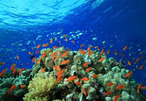 Exploring The Red Sea Coral Reefs | CuddlyNest