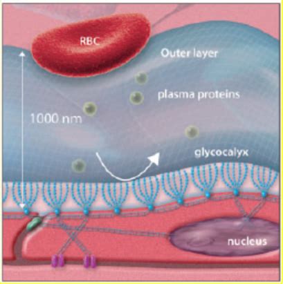 The Endothelial Glycocalyx Barrier Functions Versus Red Cell