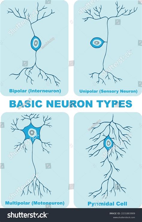 Types Neuron Illustration Vector Stock Vector (Royalty Free) 2231883909 ...