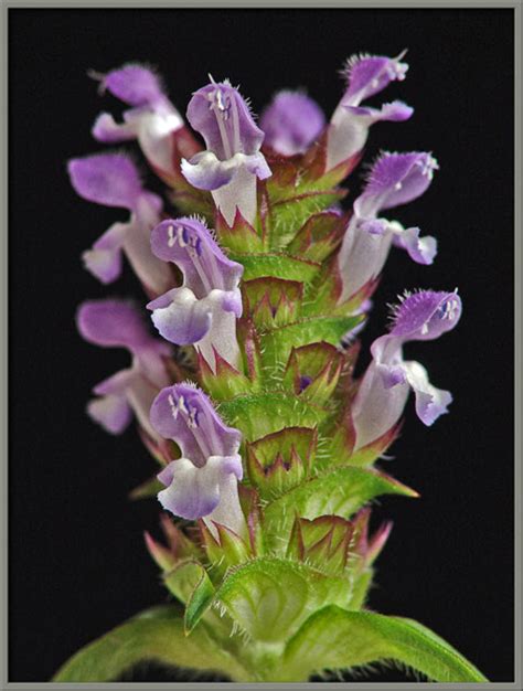 Close Up View Of The Wildflower Heal All Prunella Vulgaris