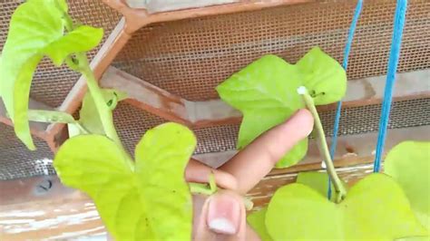 How To Grow Morning Glory Plant From Cutting Part 1 On 2 Dec 2017 By