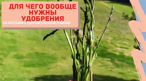 Для чего нужны удобрения бонсай? Как правильно использовать удобрения ...