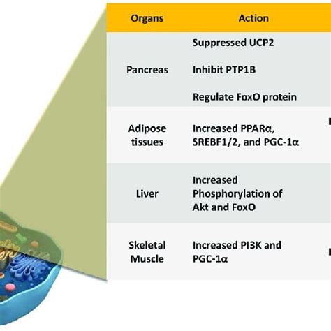 Sirtuin 1 Functions In Different Organs With Metabolic Actions